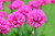 Armeria 'Armazing Rose' 1.5L