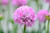 Armeria 'Amazing Grace' 1.5L