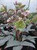 Helleborus sternii 'Clifton' 1L