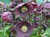 Helleborus o 'Dark Hybrid' 1L