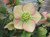 Helleborus orientalis 'Apricot 1L