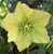 Helleborus o 'Yellow Hybrid' 1L