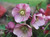Helleborus o 'Pink Hybrid' 1L