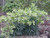 Helleborus foetidus 'Sopron' 1L