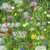 Card - Wild Garden
