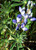 Blue Lupins 500gm