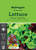 MG Lettuce Fancy Leaf Mixed