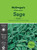 MG Herb  Sage