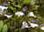 Mazus radicans 1.3L