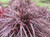 Cordyline 'Red Fountain' 2.5L