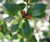 Pittosporum cornifolium 3L