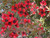 Leptospermum 'Red Ensign' 2.5L