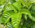 Vitex lucens 4L