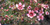 Leptospermum nanum 'Huia' 2.5L