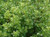 Pittosporum t 'Mountain Green' 2L