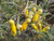 Sophora 'Dragons Gold' 2.5L (61282) 2.5L