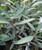 Pseudopanax lessonii 'Sabre' 4.7L