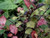 Pseudowintera 'Burgundy Deligh 5L Pseudowintera 'Burgundy Deligh 5L