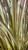 Cordyline 'Electric Flash' 2.5L