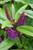 Hebe 'Sandra Joy' 3L