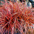 Uncinia 'Ruapehu' 1.5L