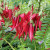 Clianthus maximus 'Kaka King' PB3