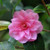 Camellia h 'Spring Festival' 8L
