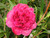 Camellia japonica 'Takanini' 3.5L