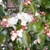 Camellia transnokoensis 1L