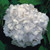 Hydrangea 'Le Cygne' 6L