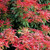Pieris japonica 'Forest Flame' 4.5L