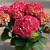 Hydrangea 'Paris' 4.5L