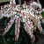 Pieris 'Dorothy Wykoff' 4.5L