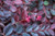Loropetalum 'Plum Delight' 2.5L