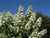 Hydrangea paniculata 'Levana' 3.3L
