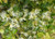 Loropetalum c 'Iceberry' 3.3L