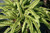 Blechnum fluviatile PB5 (82919) 1.5L Blechnum fluviatile PB5 (82919) 1.5L