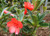 Rhododendron v 'Jiminy Cricket 3L