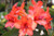 Rhododendron v 'Lunar Flame' 3L