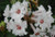 Rhododendron vireya 'Gwenevere 2.5L