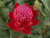 Telopea 'Dawn Fire' 1.5L