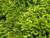 Buxus 'Green Gem' 2L