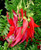 Clianthus puniceus maximus 1.5L
