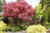 Acer palmatum 'Suminagashi' 6L