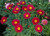 Argyranthemum 'Starlight Red' 14cm
