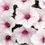 Petunia 'Bubblegum Silverberry 1.5L