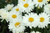 Leucanthemum 'Paladin' 1.5L