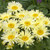 Leucanthemum 'Banana Cream' 1.5L