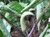 Arisaema ringens 2L
