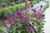 Salvia 'Love And Wishes' 14cm